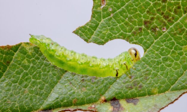 Be On the Lookout for The Elm Zigzag Sawfly!