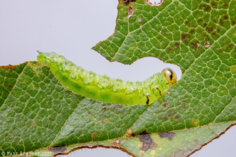 Figure 1. Elm zigzag sawfly larvae are small, green, and have black markings on their head and legs.