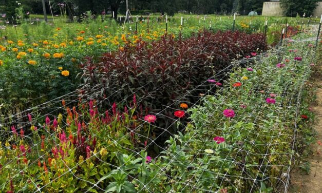 SC Fruit and Vegetable Field Report  – August 14, 2023