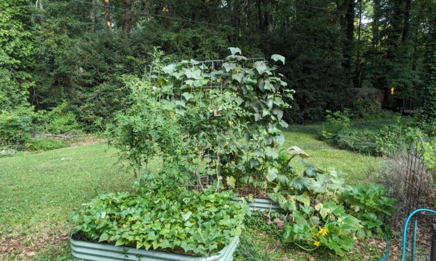 A Lazy Gardener Grows