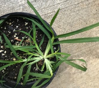 Goosegrass (left) a common lawn and landscape weedy grass with herbicide-resistant biotypes.