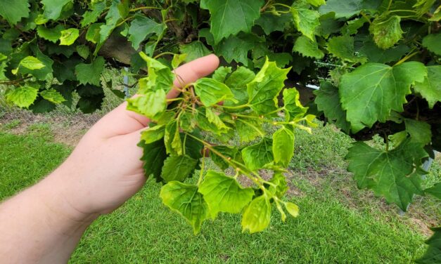 SC Fruit and Vegetable Field Report- August 21, 2023