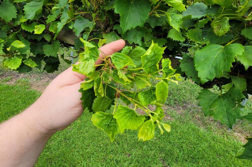 Herbicide damage to muscadine as a result of drift or volatilization from adjacent cropland.