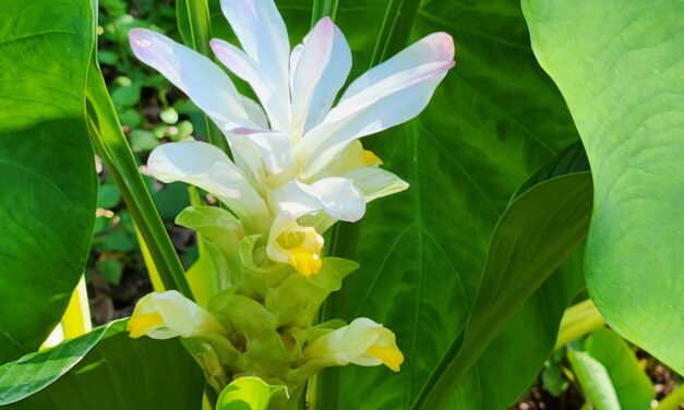 Hidden Ginger