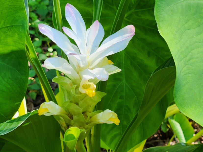 Hidden Ginger Home & Garden Information Center