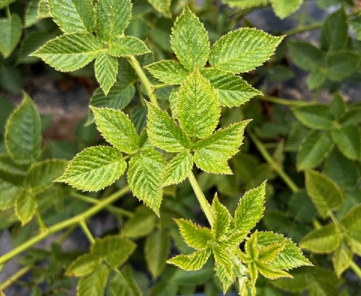 I have seen increased spider mite activity in crops adjacent to strawberry or tomato crops from earlier in the season.