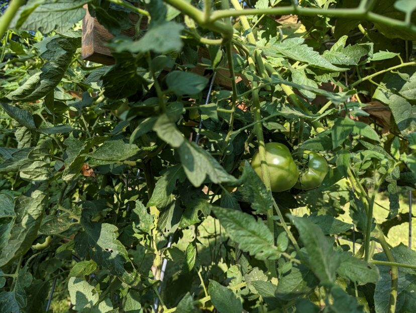 I’ve lost count of how many tomatoes I’ve pulled from these vines this year.