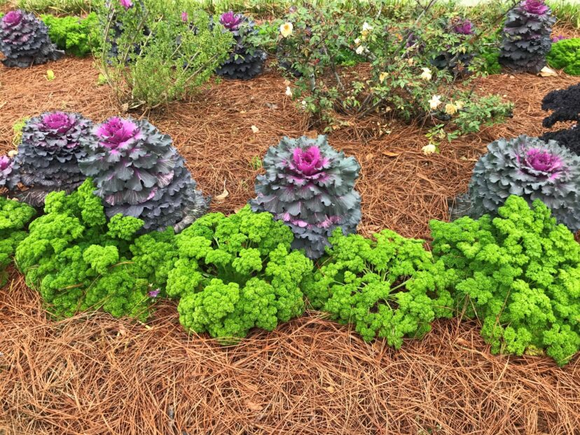 Kale and parsley as ornamentals.