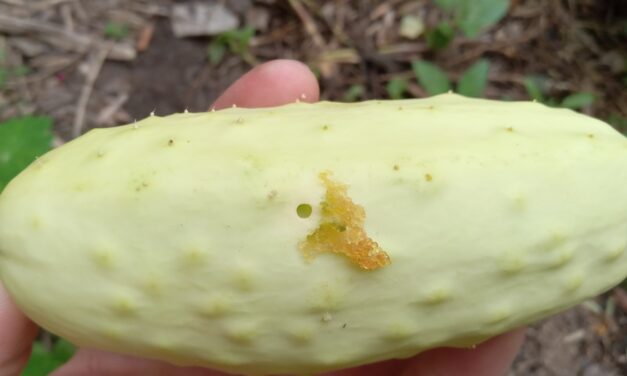 What Is It? Wednesday – Pickleworm