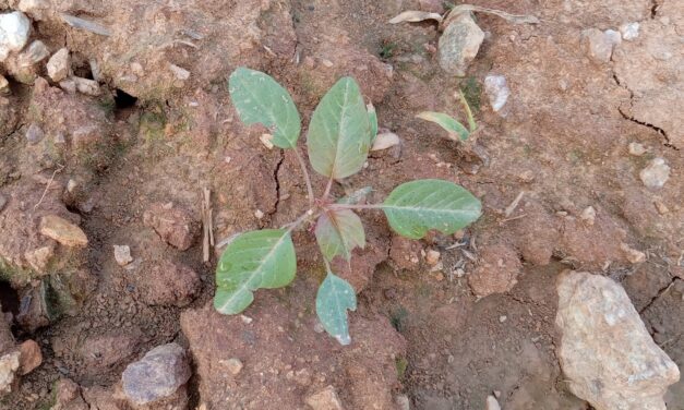 What Is It? Wednesday – Pigweed