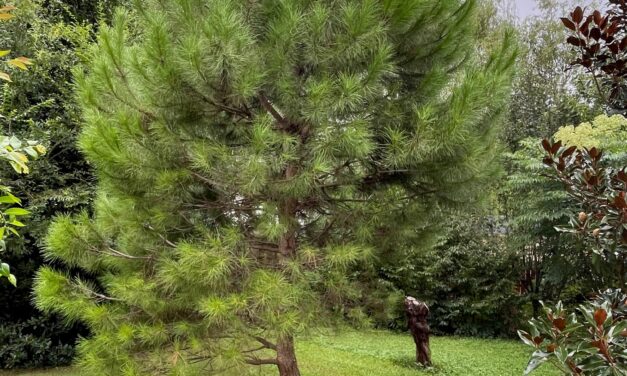 Italian Stone Pine Likes My Stingy Approach to Watering