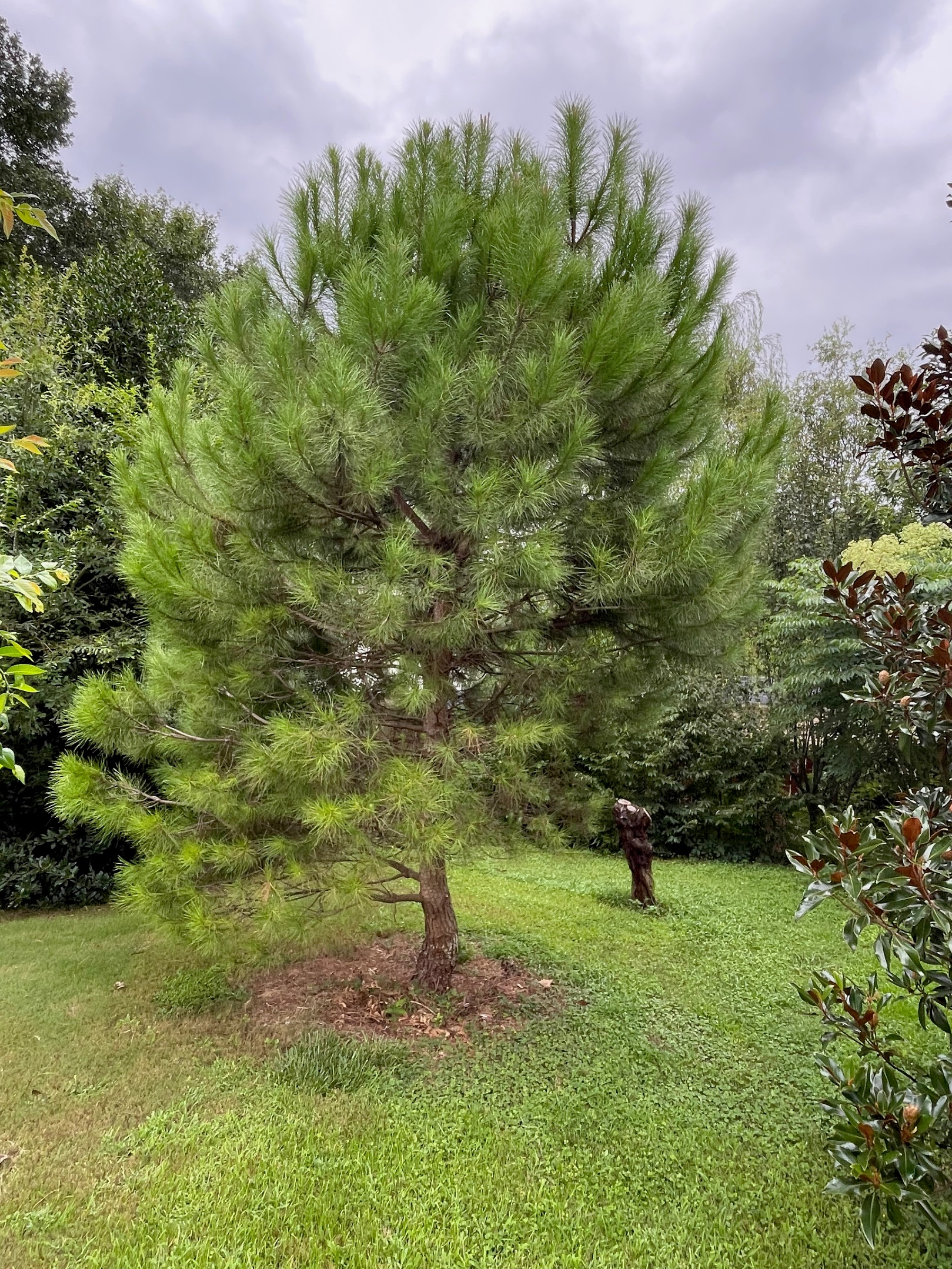 Italian Stone Pine Likes My Stingy Approach to Watering | Home & Garden  Information Center