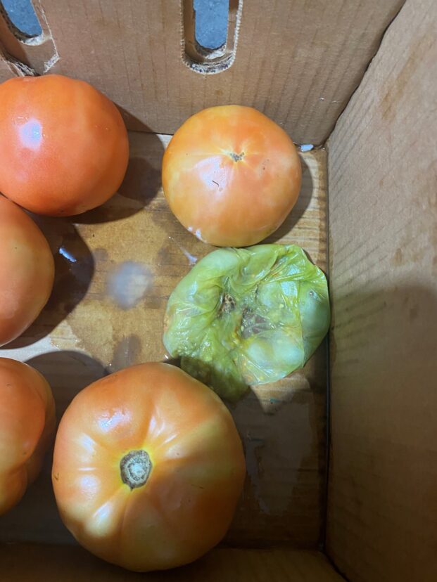 Rotting fruit caused by an unknown bacterial disease.