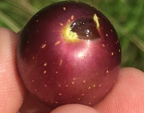 SC Fruit and Vegetable Field Report- August 7, 2023