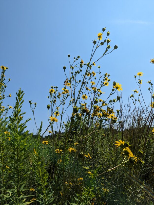 The spray of Prairie Dock yellow flowerheads is stunning against the blue summer sky.