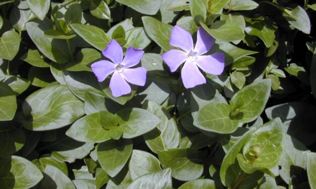 Vinca: The Trouble with Common Names