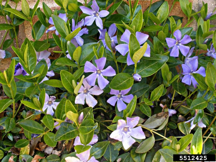 Vinca minor.