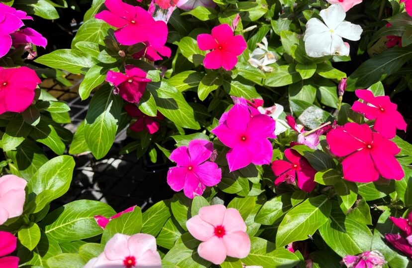 Catharanthus roseus.