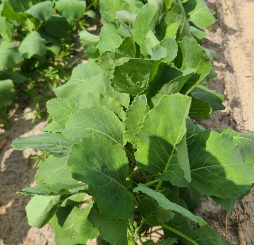 A close-up of a plant Description automatically generated