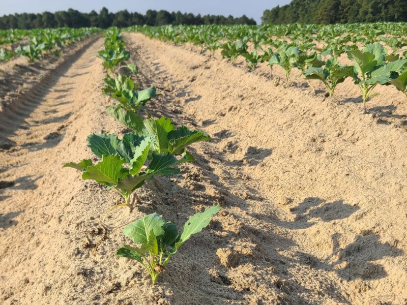 A field of plants in the sand Description automatically generated