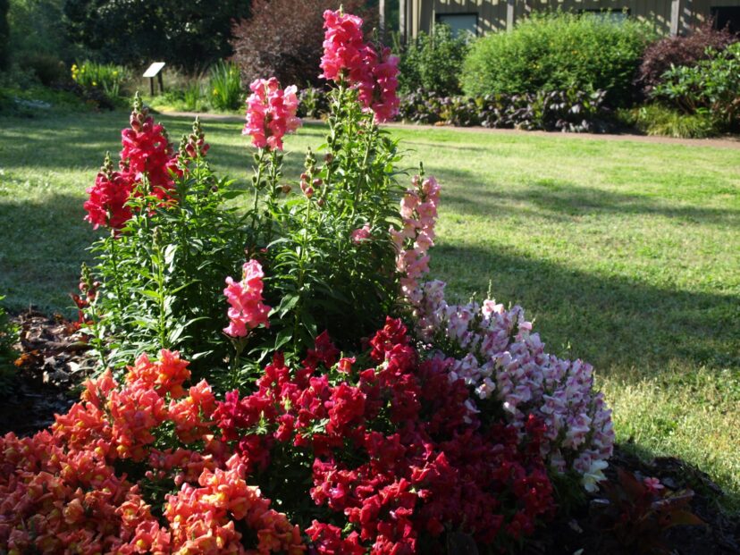 A ring of dwarf snapdragons (Antirrhinum majus) surrounds a taller variety in a display at the South Carolina Botanical Garden in Clemson.
