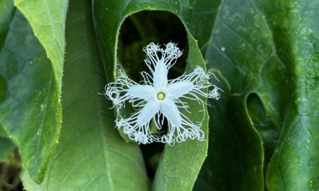 What Is It? Wednesday – Snake Bean Flower