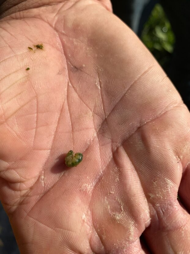 A vegetable weevil larvae has 6 legs or 3-pairs of legs.