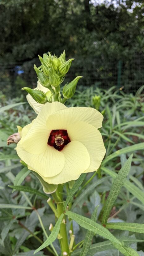 AOkra (Abelmoschus esculentus) is a tall, upright plant with a hibiscus-like flower.