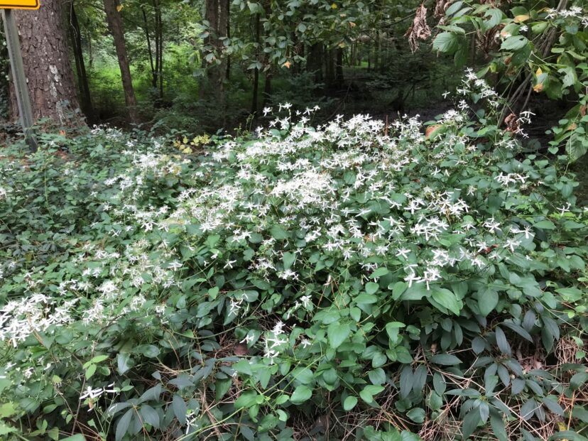 Clematis terniflora blanketing roadside vegetation on Spring Street in Darlington, SC.