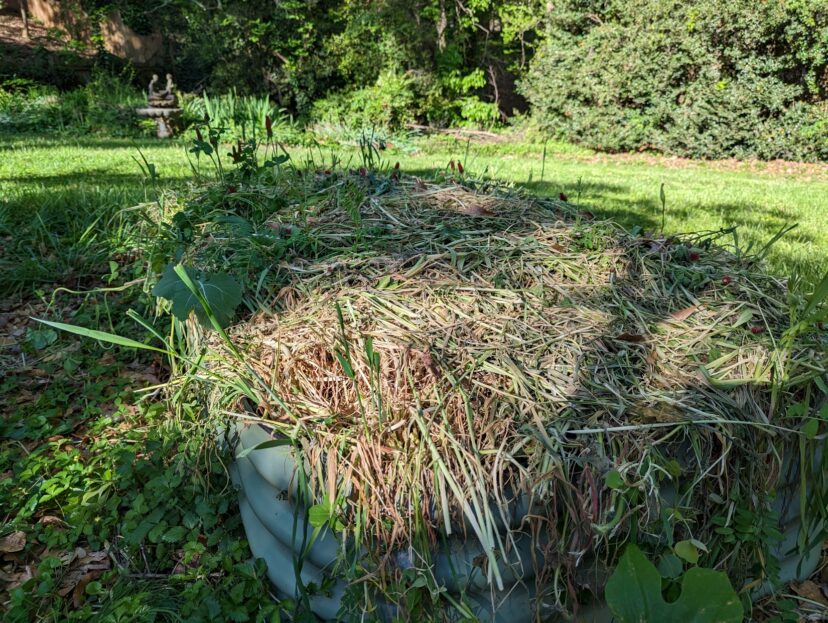 Cover crops provide the benefit of feeding the soil, building soil structure, and helping to sustain the soil ecosystem. Want a lazy way to improve your garden? Plant a cover crop!