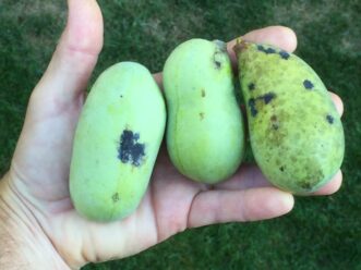 Cultivars such as Prolific typically bear pawpaws (Asimina triloba) that are much larger than the fruit from wild types.