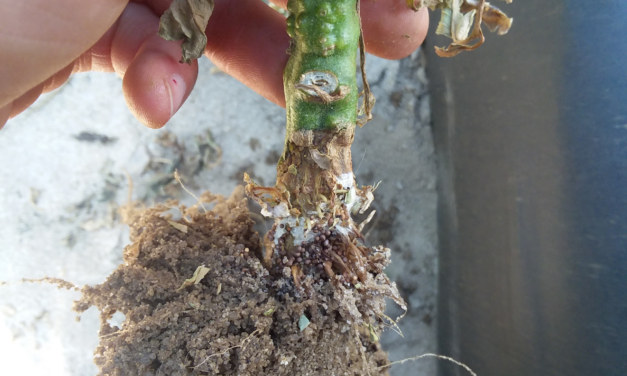 SC Fruit and Vegetable Field Report- September 5, 2023