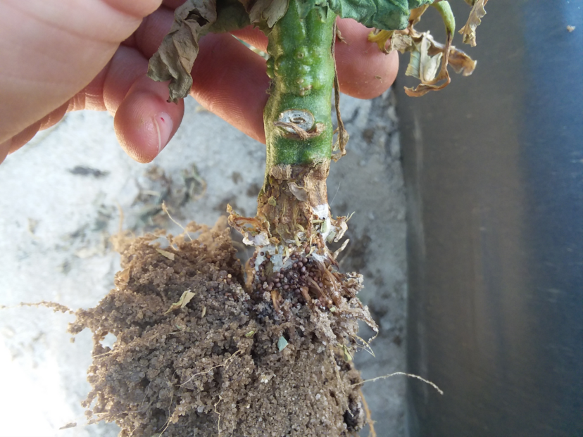 Diseases are starting to pick up, like this Southern Blight.
