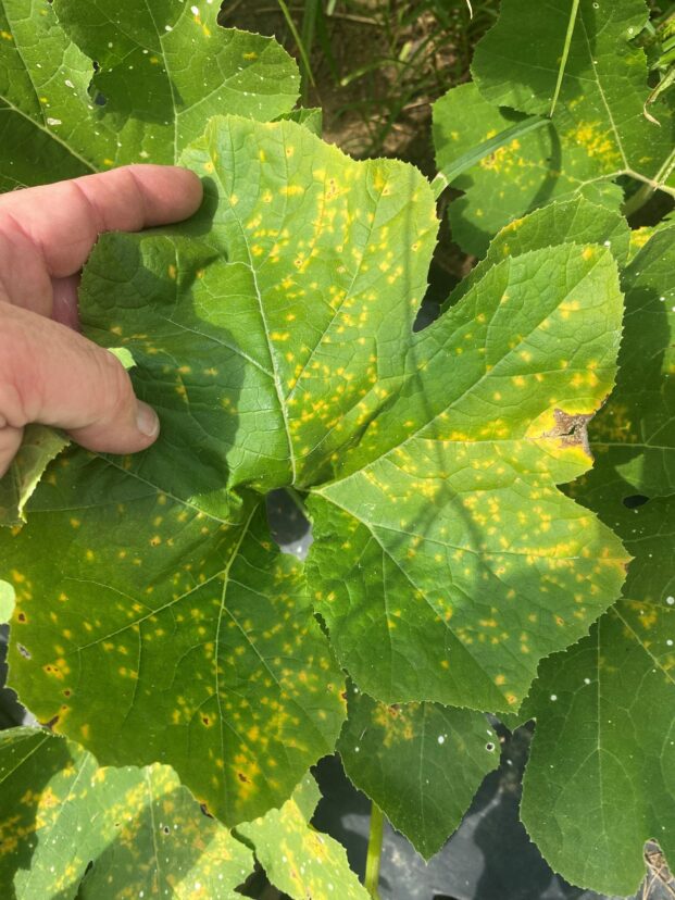 Downy mildew is present on cucurbits in the Upstate.