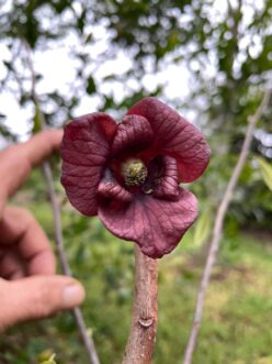 For fruit set to occur, pawpaw flowers (Asimina triloba) require the pollen from another unrelated pawpaw.