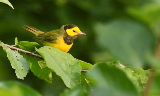 Gardening For Warblers