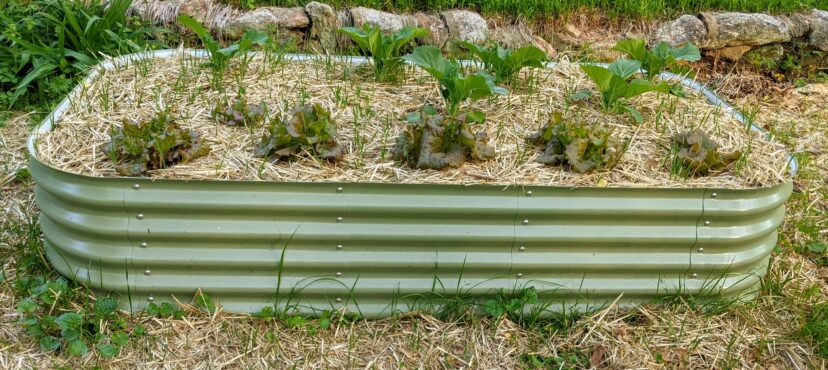 I mulched this vegetable bed in March 2021 with wheat straw. Growing a cover crop each season since 2021 has eliminated any need to buy mulch again.