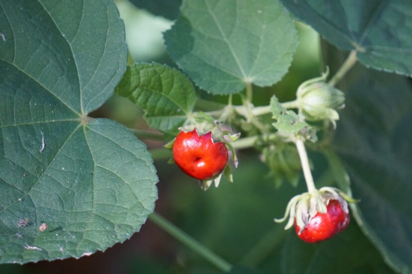 Mexican Apple is another common name for Turk’s Cap, which refers to the bright red berries.