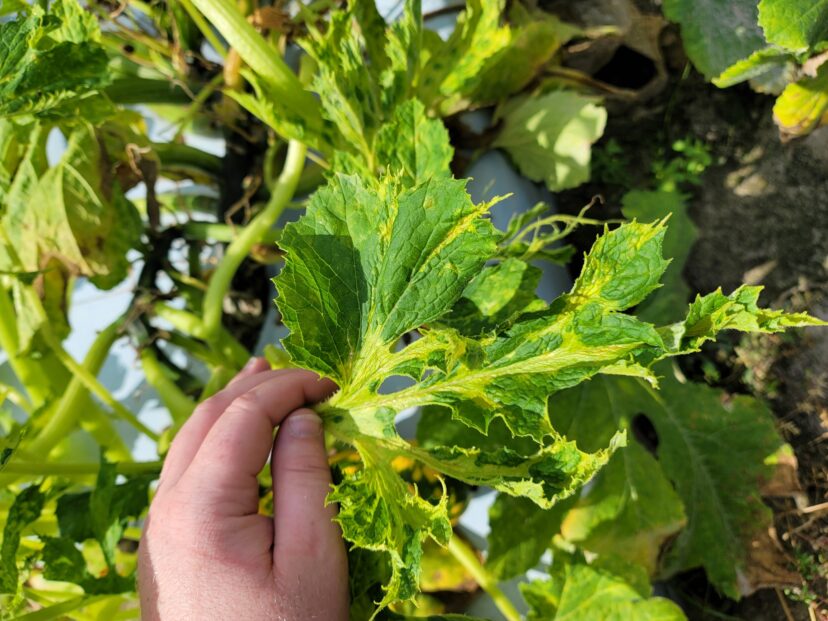 Mosaic virus on fall squash.