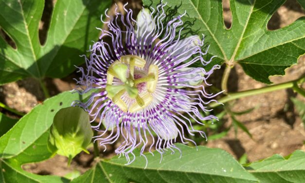 What Is It? Wednesday – Passionflower