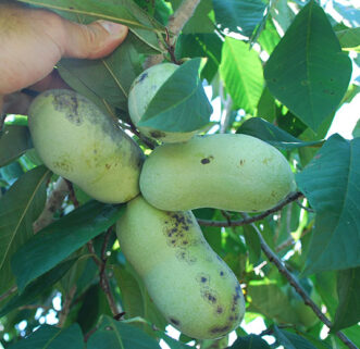 Pawpaws (Asimina triloba) may occur singly or in clusters.