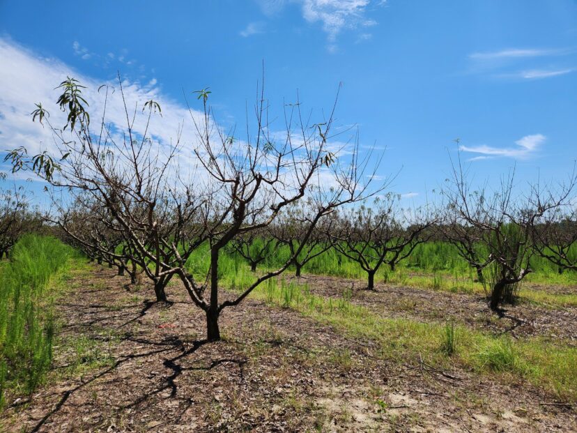 Peach trees defoliated from heavy sawfly feeding.