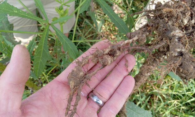 What Is It? Wednesday – Root Knot Nematodes on Okra