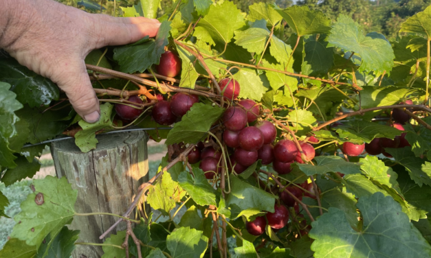 SC Fruit and Vegetable Field Report – September 18, 2023