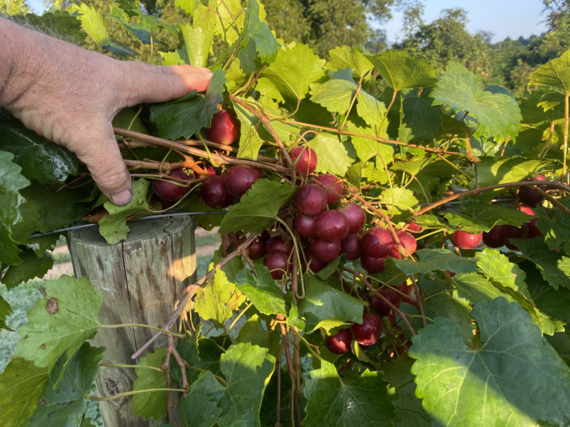RubyCrisp variety.