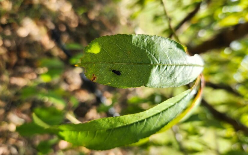 Sawfly adult on a peach leaf.