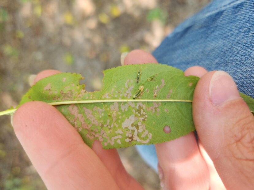 Sawfly larvae, also called “pear slug.”