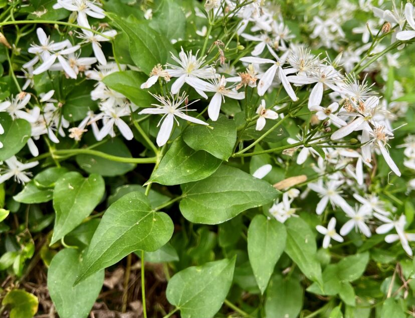 Smooth margins = Clematis terniflora (non-native invasive)