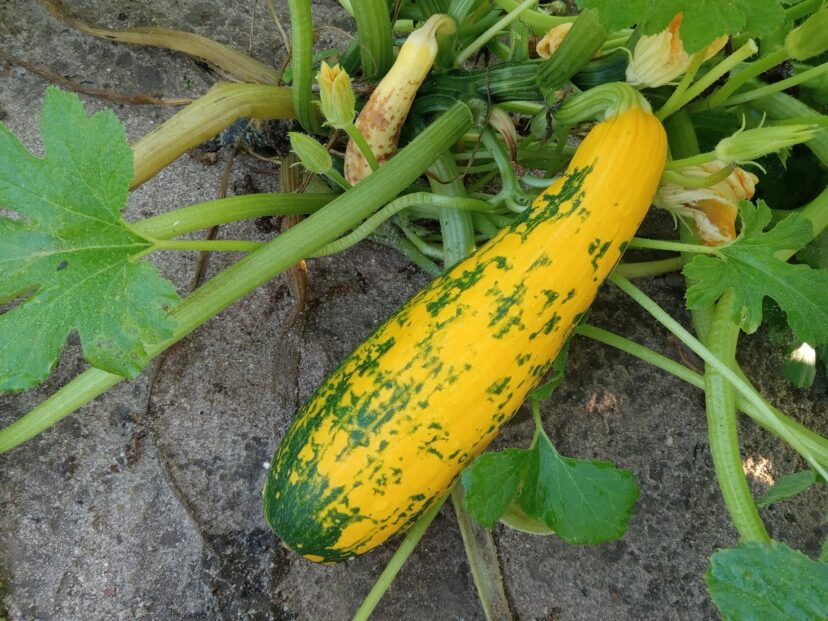 Squash showing symptoms of a virus.
