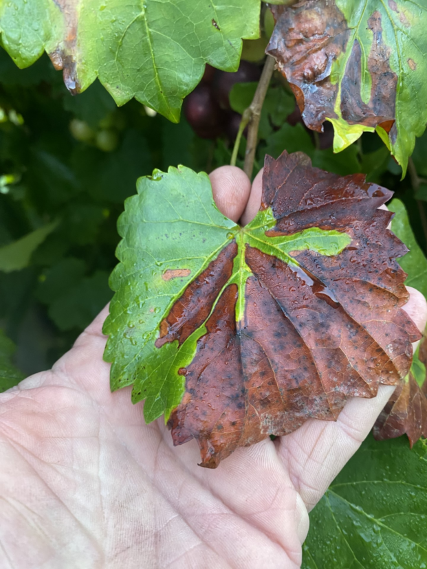 Symptoms of Xylella on muscadine.